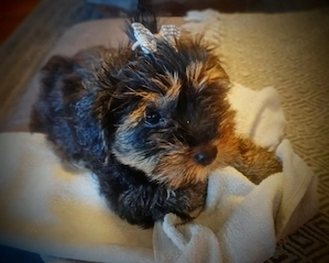  Shih Tzu-Yorkshire Terrier-Mix (auch  Shorkie