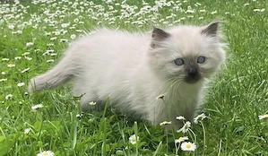Neva Masquarade Kitten Katzenbaby Kater Cosmo