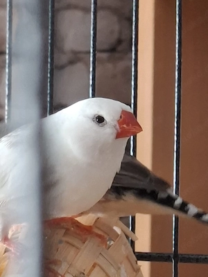 zebrafinken 