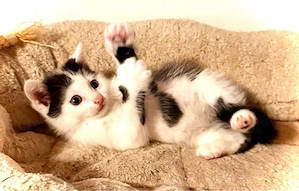 Katzenbabys