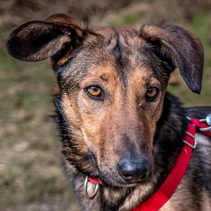 Aris - 3 Jahre - Mix - Tierhilfe Franken e.V.