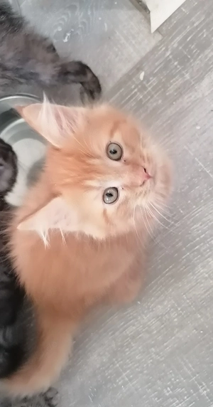 MainCoon Kitten  Bild 9