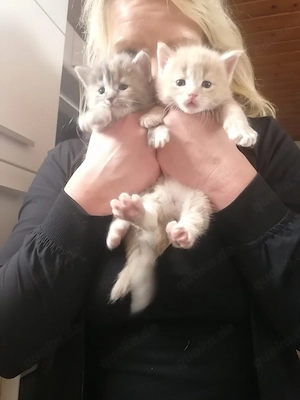 MainCoon Kitten  Bild 6