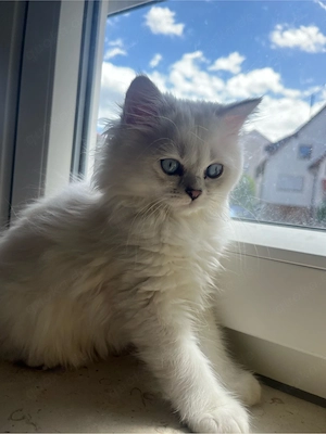 wunderschöne Britisch Langhaar BLH Kitten 