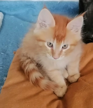 MainCoon Kitten  Bild 4