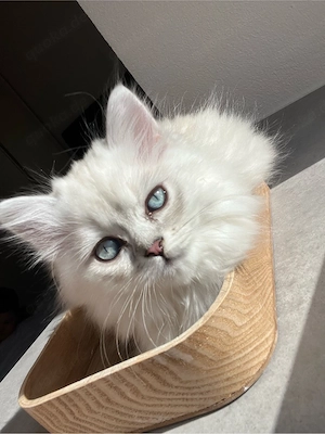 BLH Britisch Langhaar Kitten 
