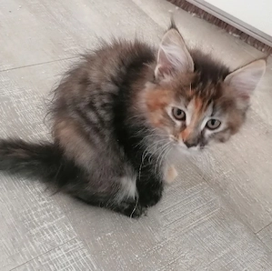MainCoon Kitten  Bild 5