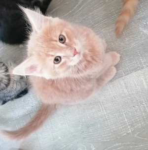 MainCoon Kitten  Bild 3