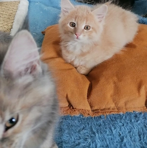 MainCoon Kitten  Bild 7