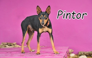 Wer möchte, Pintor, diesem besonderen Hund die Tür zu einem neuen Leben öffnen?