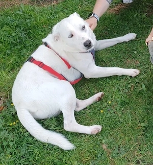 Mimmo, 1 Jahr, a.d.Tierschutz, sucht Happy-Home 