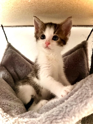 katzenbabys 