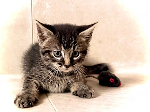 katzenbabys 