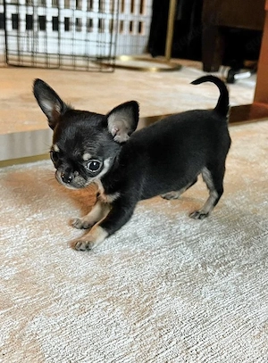 Chihuahua-welpen