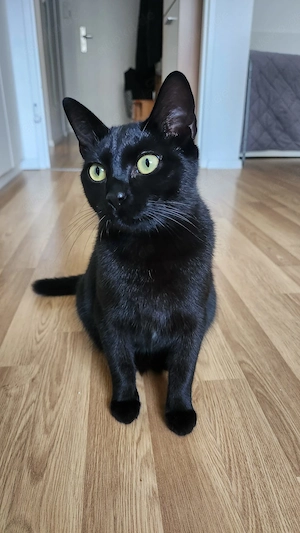 Katzen Babys fast 2 Jahre 