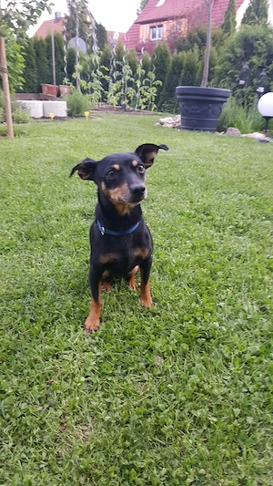 Mensch-Hund-Team für Trainingsprojekt gesucht