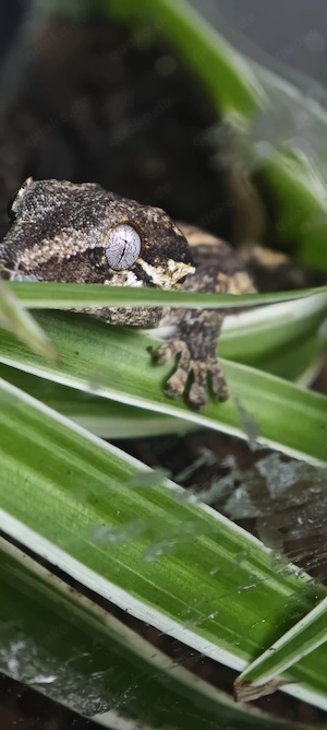 Höckerkopfgecko