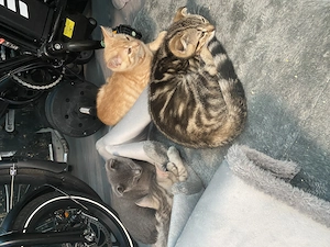 Baby Katzen