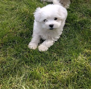 Bichon maltez mini toy