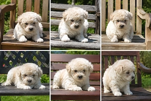 Maltipoo Welpen 