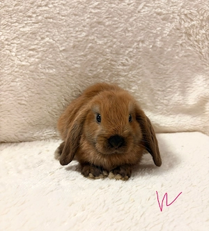 Zwergkaninchen Babys Farbenzwerge Minilop 