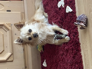 Chihuahua Mix