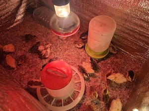 Wachtel-Bruteier (Celadon)   wunderschöne blaue Eier   12 Stück