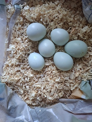 Wachtel-Bruteier (Celadon)   wunderschöne blaue Eier   12 Stück
