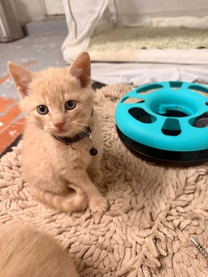 Süße Katzenbabys suchen ein liebevolles Zuhause
