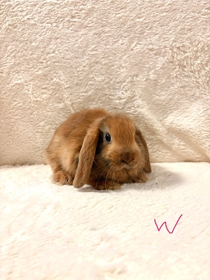 Zwergkaninchen Babys: Minilop, Zwergwidder