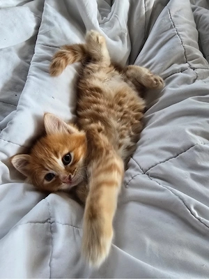 Kater Maine-Coon-Mix