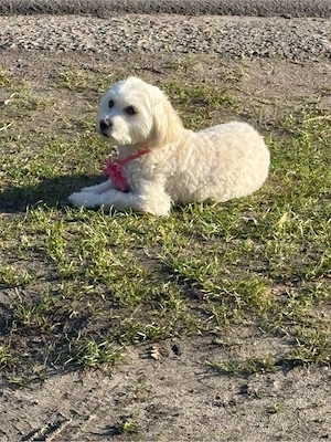 bichon malteser