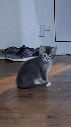 BKH Mix Katzenbabys