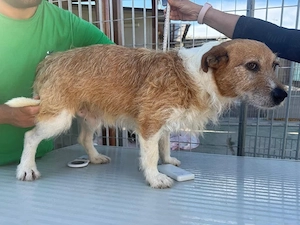 Pimpinello sucht sein Zuhause