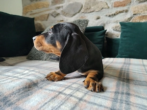 Dackel Welpen suchen liebevolles Zuhause. 