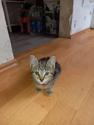 Katzen Baby
