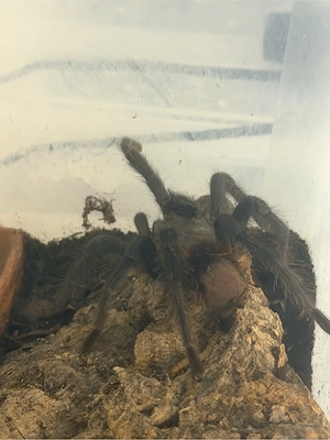 Pterinopelma sazimai 1.1 adult