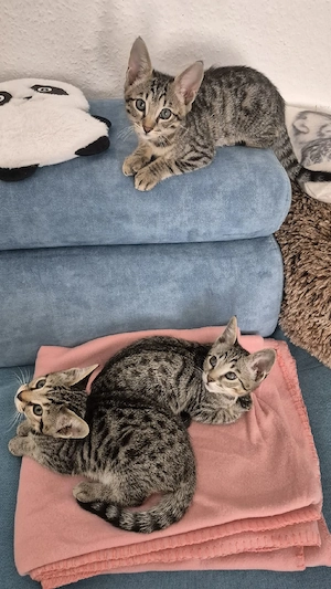 Wunderschöne Bengal-Siam Mix