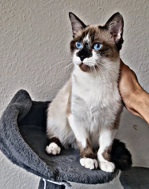 Ragdoll jung katze 