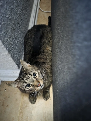 hauskater 