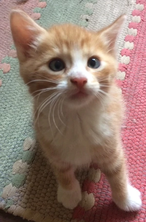 Katzenkinder suchen ihr Zuhause