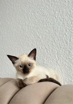 Siam-Kätzchen   2 verschmuste Kater, ab sofort abholbereit