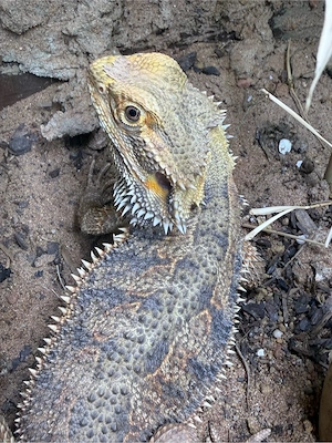 Farbbartagame Orange Yellow Tiger 1.0 subdadult