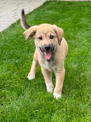 Hundekind Amadeo - sucht liebevolle Menschen - und ein schönes Zuhause