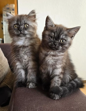Bkh,blh kitten 