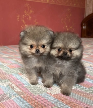 Unsere zwei bezaubernden Pomeranian-Welpen sind bestens versorgt, vollständig untersucht und bereit,