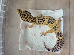 Leopardgecko Weibchen und 2 Männchen 