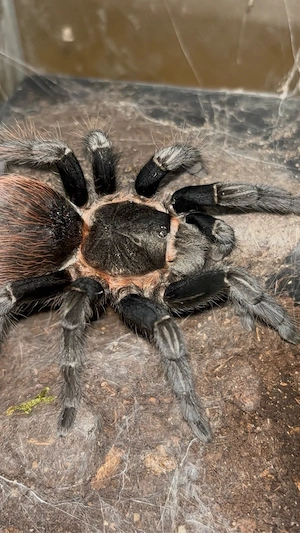 Tliltocatl vagans 0.1 Adult Weibchen mit Terrarium