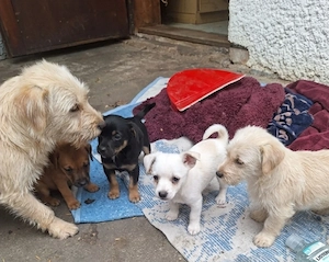 Mischlingswelpen mit Westie suchen ein Zuhause