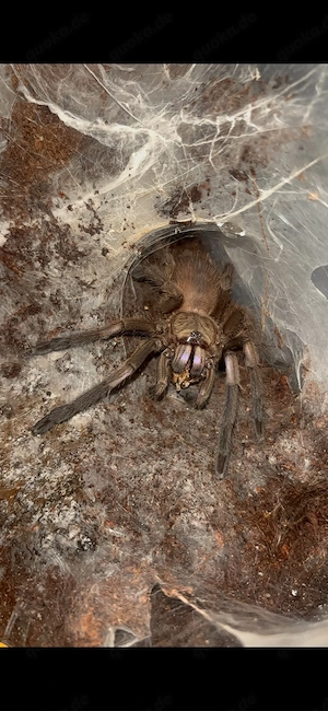 0.1 Chilobrachys Natanicharum 4cmKL- 50